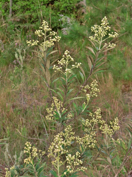 Baccharis tarchonanthoides DC. Baccharis tarchonanthoides DC.