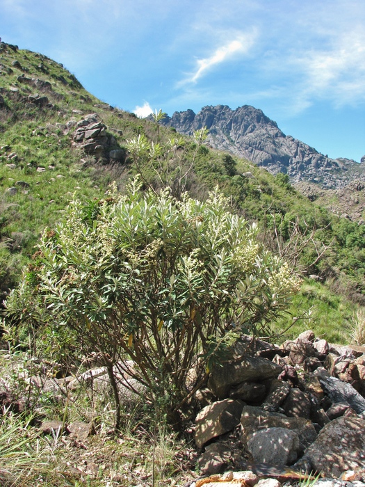 Baccharis tarchonanthoides DC. Baccharis tarchonanthoides DC.