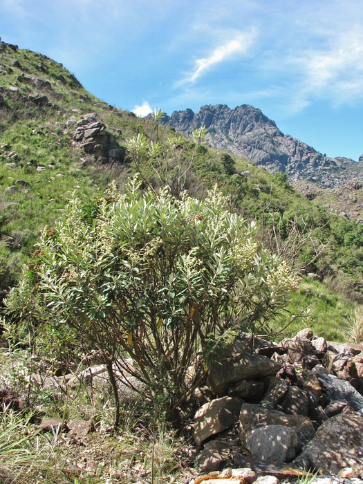 Baccharis tarchonanthoides DC.