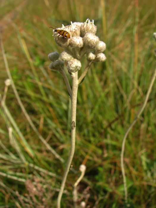 Baccharis gnaphalioides Spreng.