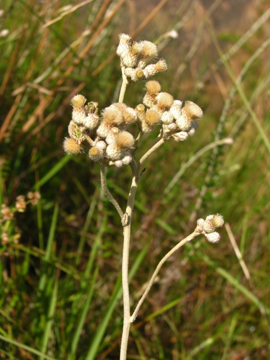 Baccharis gnaphalioides Spreng. Baccharis gnaphalioides Spreng.