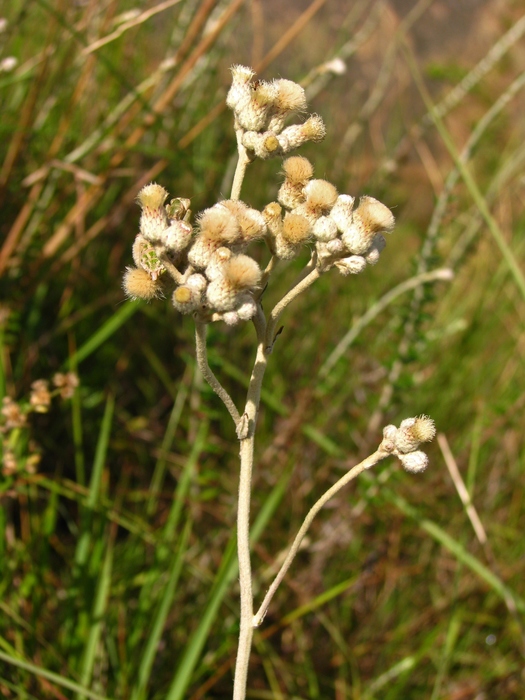 Baccharis gnaphalioides Spreng.