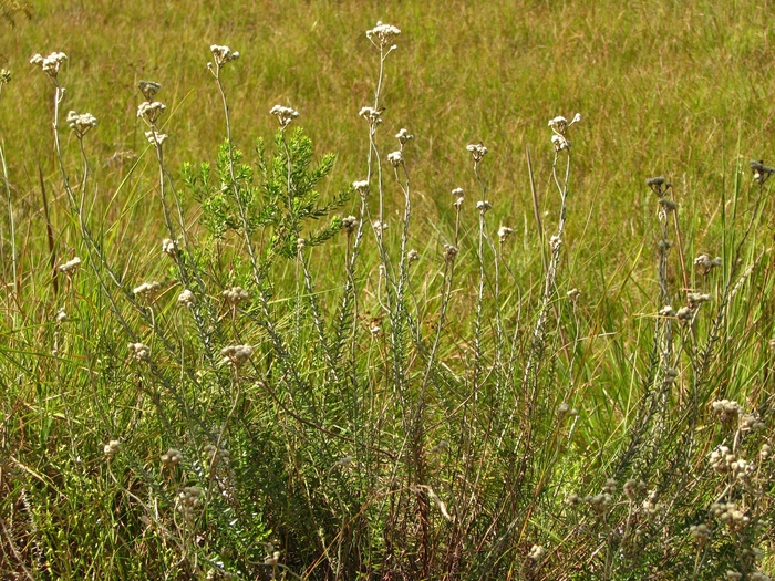 Baccharis gnaphalioides Spreng. Baccharis gnaphalioides Spreng.