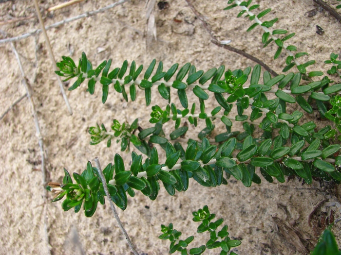 Baccharis gnaphalioides Spreng. Baccharis gnaphalioides Spreng.