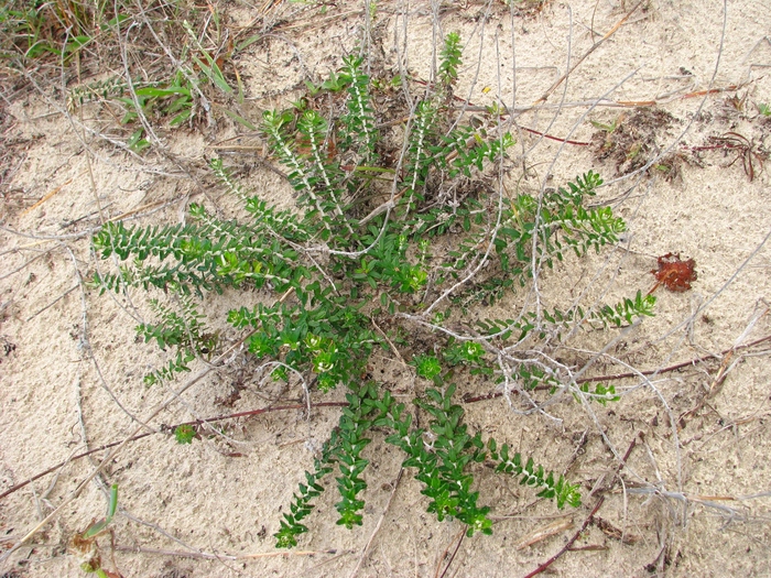 Baccharis gnaphalioides Spreng. Baccharis gnaphalioides Spreng.