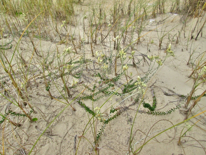 Baccharis gnaphalioides Spreng. Baccharis gnaphalioides Spreng.