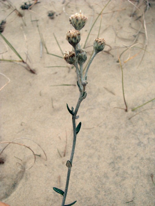 Baccharis gnaphalioides Spreng. Baccharis gnaphalioides Spreng.