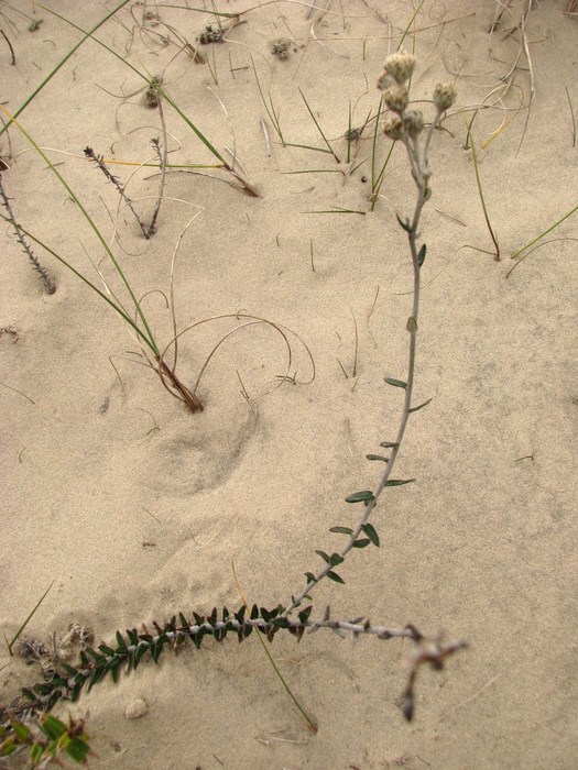Baccharis gnaphalioides Spreng. Baccharis gnaphalioides Spreng.