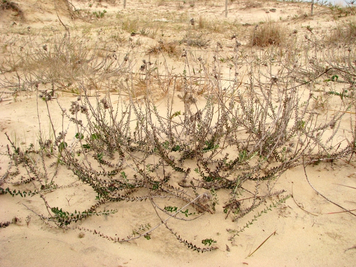 Baccharis gnaphalioides Spreng. Baccharis gnaphalioides Spreng.