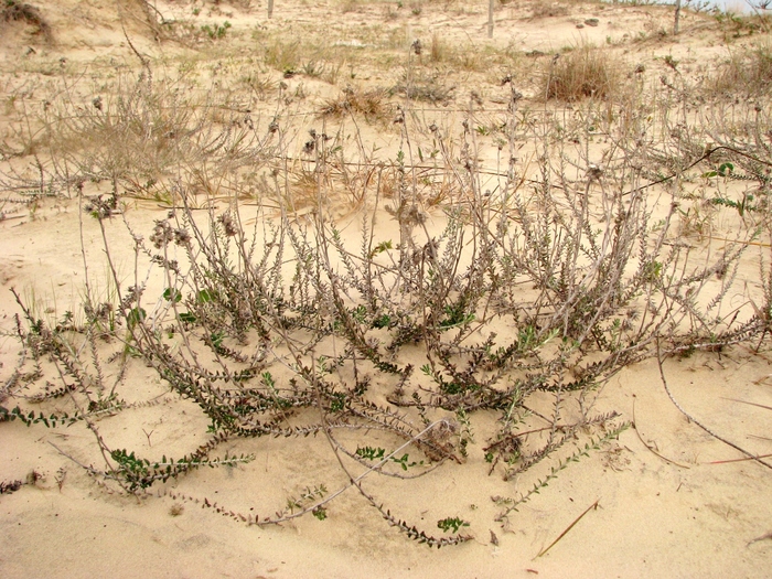 Baccharis gnaphalioides Spreng.