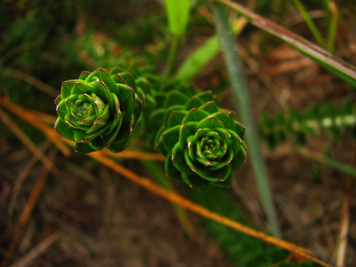 Baccharis gnaphalioides