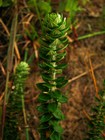 Baccharis gnaphalioides (Asteraceae: Astereae: Baccharidinae) in coastal vegetation (restinga) associated with the atlantic rainforest (Mata Atlântica) at Araranguá, Rio Grande do Sul, Brazil.