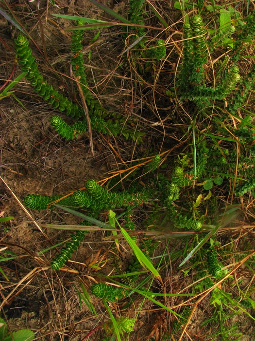 Baccharis gnaphalioides Baccharis gnaphalioides
