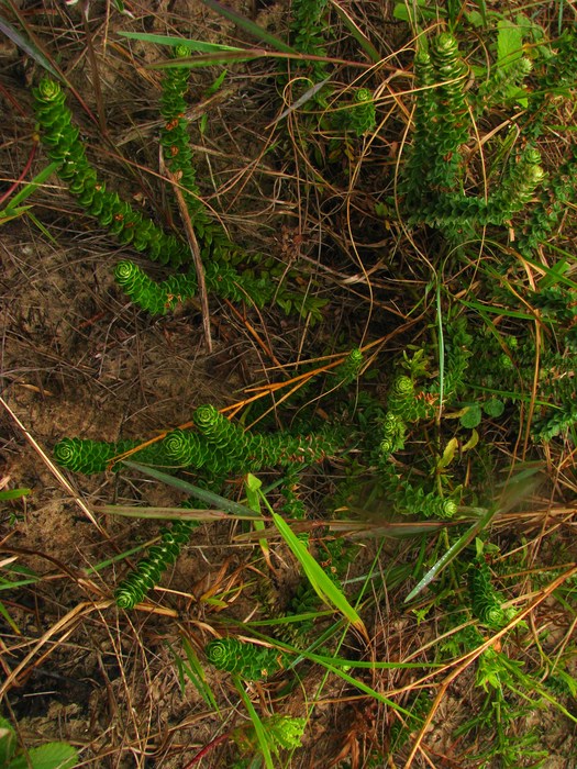 Baccharis gnaphalioides