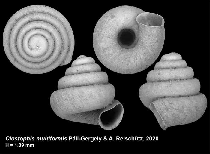 Clostophis multiformis Páll-Gergely & A. Reischütz, 2020