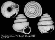 Clostophis obtusus Páll-Gergely & Grego, 2020