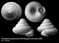 Clostophis platytrochus Páll-Gergely & Hunyadi, 2020