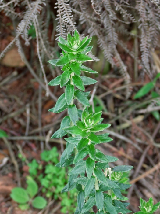Baccharis leucopappa DC. Baccharis leucopappa DC.