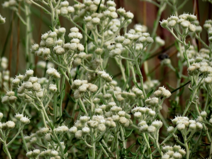 Baccharis leucopappa DC. Baccharis leucopappa DC.