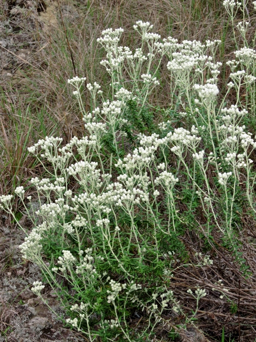 Baccharis leucopappa DC. Baccharis leucopappa DC.