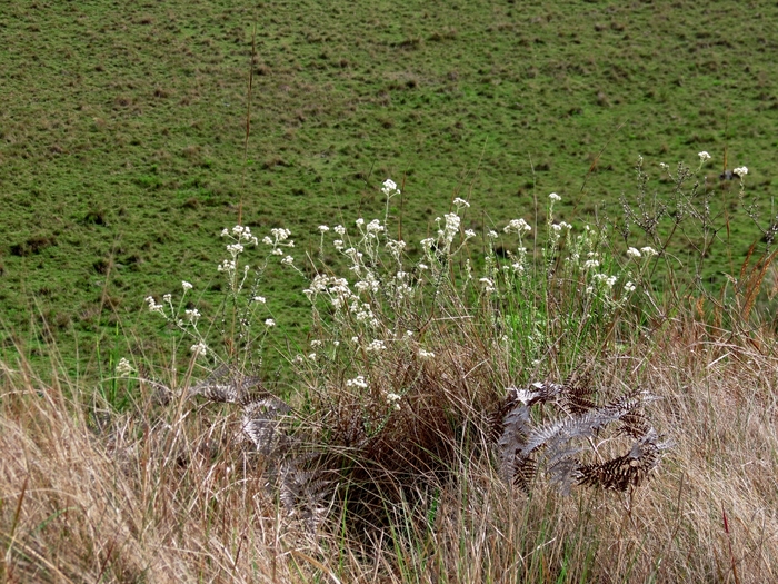 Baccharis leucopappa DC. Baccharis leucopappa DC.