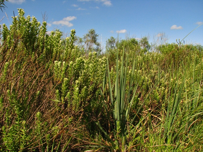 Baccharis gibertii Baker Baccharis gibertii Baker