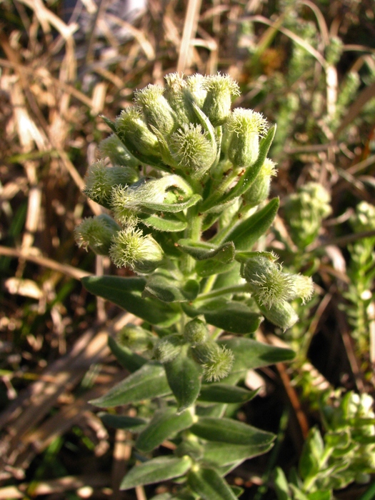 Baccharis gibertii Baker Baccharis gibertii Baker
