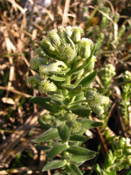 Baccharis gibertii Baker