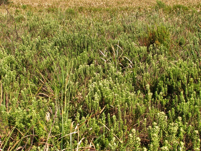 Baccharis gibertii Baker Baccharis gibertii Baker