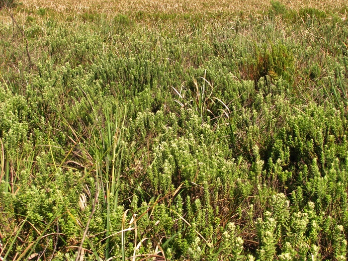 Baccharis gibertii Baker