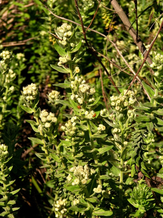 Baccharis gibertii Baker Baccharis gibertii Baker
