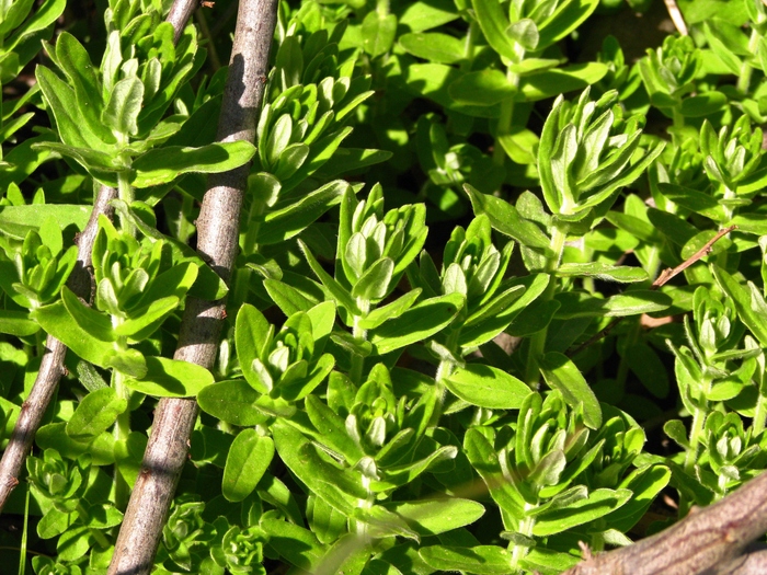 Baccharis gibertii Baker Baccharis gibertii Baker