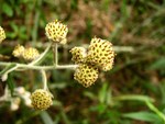 Baccharis leucocephala Dusén