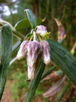 Baccharis leucocephala Dusén