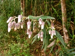 Baccharis leucocephala Dusén