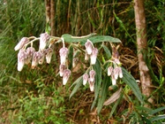 Baccharis leucocephala Dusén