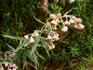Baccharis leucocephala Dusén