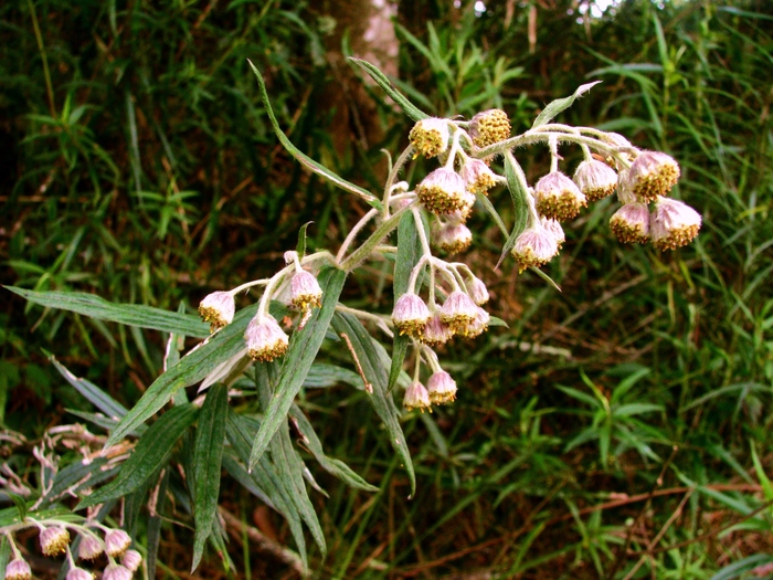 Baccharis leucocephala Dusén Baccharis leucocephala Dusén