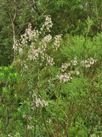 Baccharis leucocephala Dusén