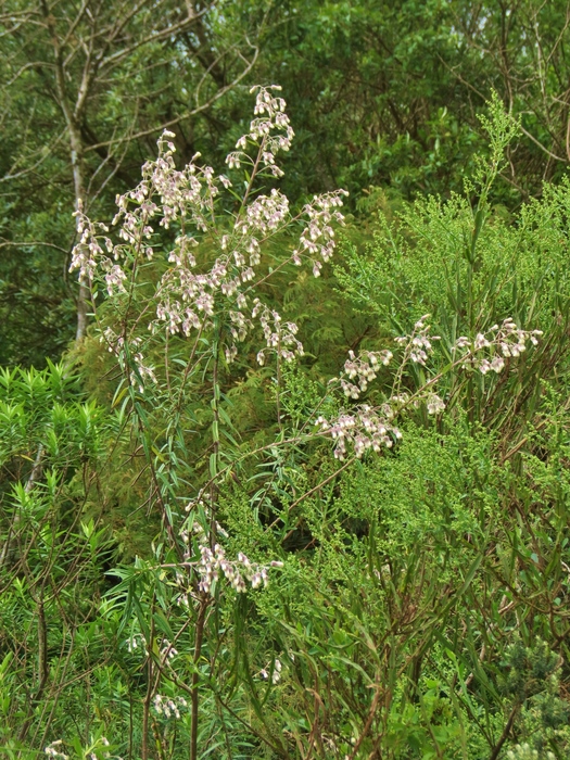 Baccharis leucocephala Dusén Baccharis leucocephala Dusén