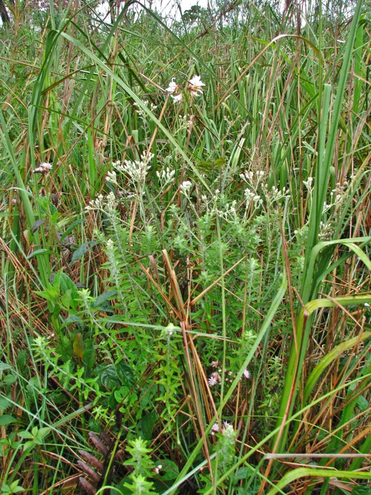 Baccharis uleana Malag. Baccharis uleana Malag.