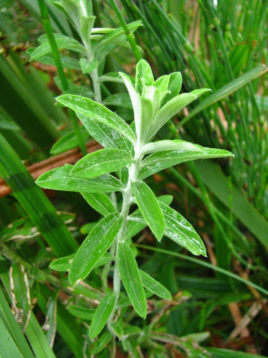 Baccharis uleana Malag. Baccharis uleana Malag.