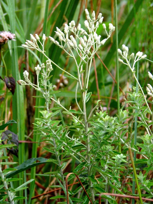 Baccharis uleana Malag.