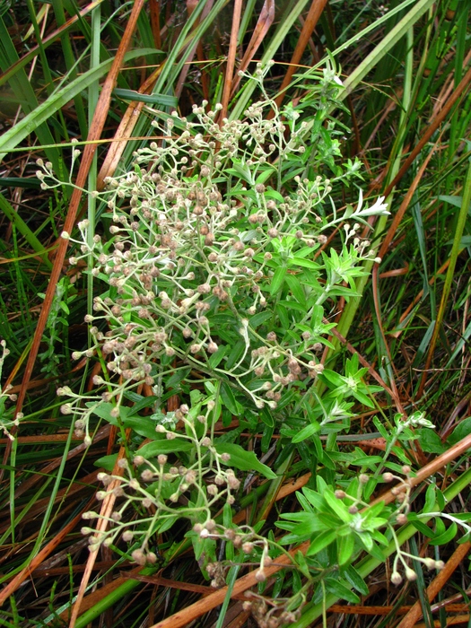 Baccharis uleana Malag. Baccharis uleana Malag.