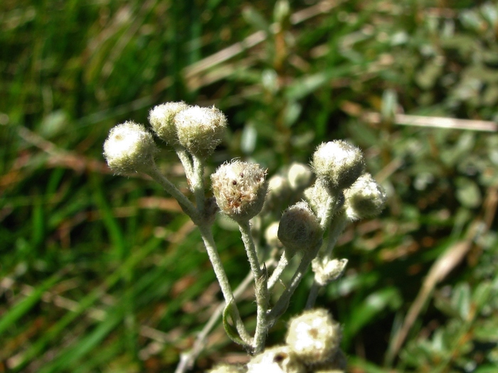Baccharis phylicifolia DC. Baccharis phylicifolia DC.