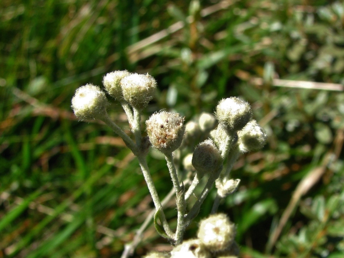 Baccharis phylicifolia DC.