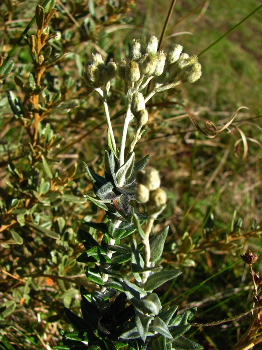 Baccharis phylicifolia DC. Baccharis phylicifolia DC.