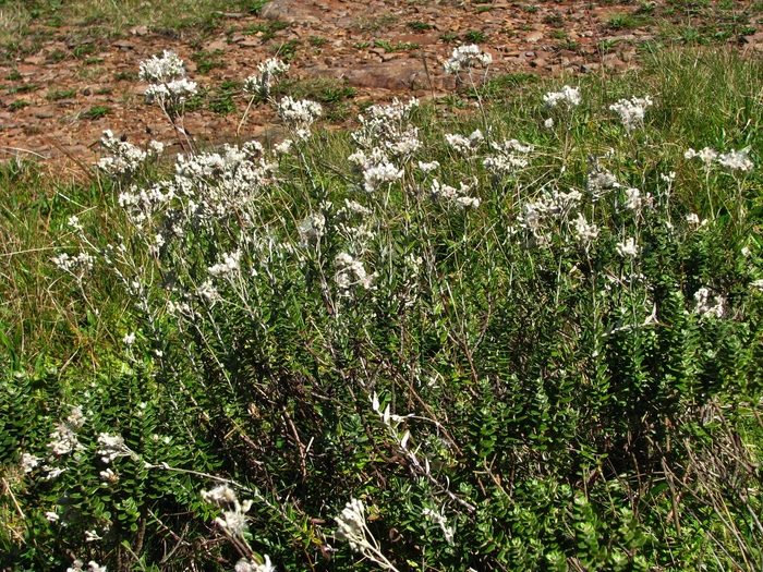 Baccharis phylicifolia DC. Baccharis phylicifolia DC.