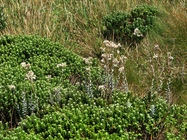Baccharis phylicifolia DC.