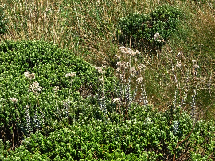 Baccharis phylicifolia DC. Baccharis phylicifolia DC.